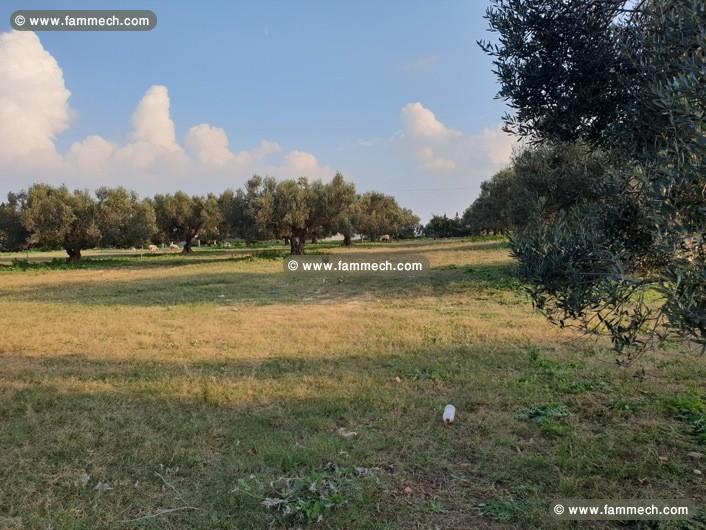 Terrain Hermes 1 ref T685 Hammamet 