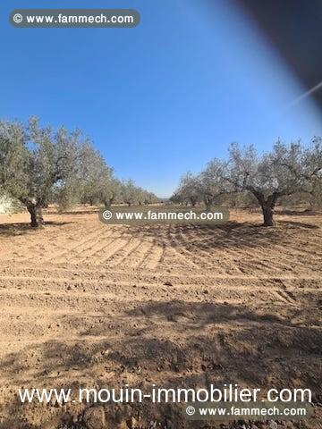 TERRAIN IRAM 1 El Bessbassia Hammamet Sud T1084