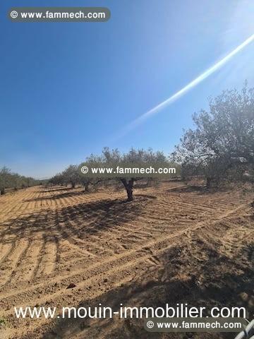 TERRAIN IRAM 1 El Bessbassia Hammamet Sud T1084