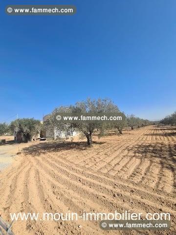 Terrain Iram 1 T1084 Hammamet