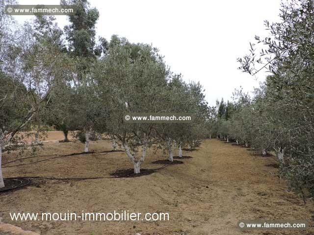 TERRAIN LA DEMEURE Hammamet - Zone Craxi T739