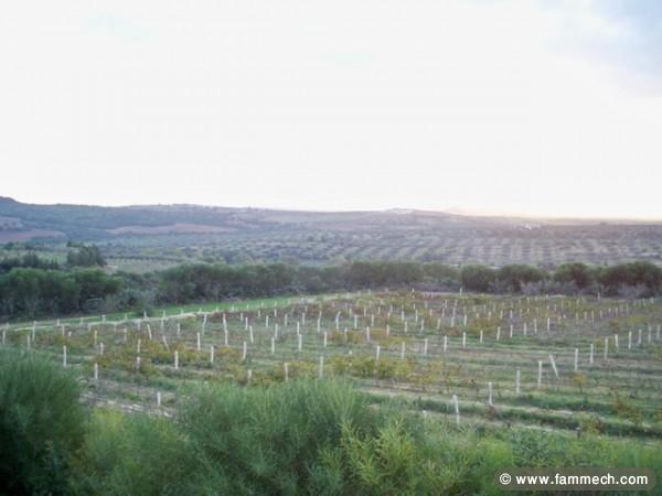 TERRAIN LATRACH - Latrach t010