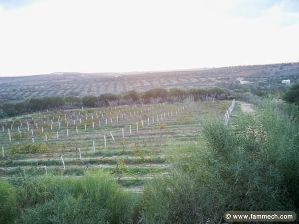 TERRAIN LATRACH - Latrach t010
