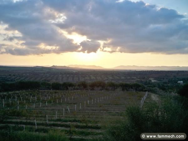 TERRAIN LATRACH - Latrach t010