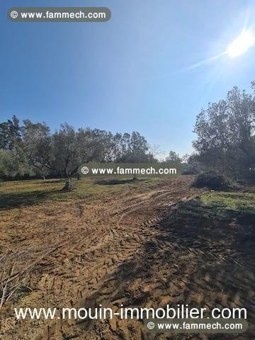 TERRAIN LOUMA Hammamet Birbouregba T967