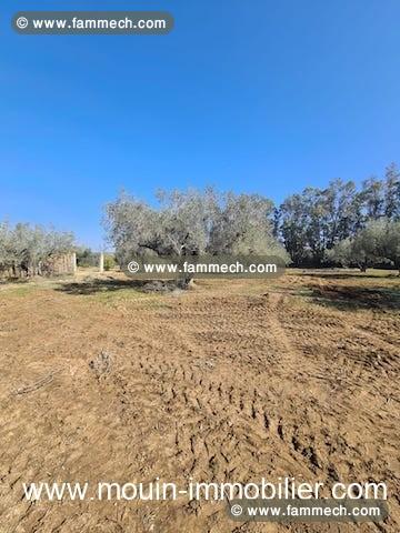 TERRAIN LOUMA I Latrach Birbouregba T967