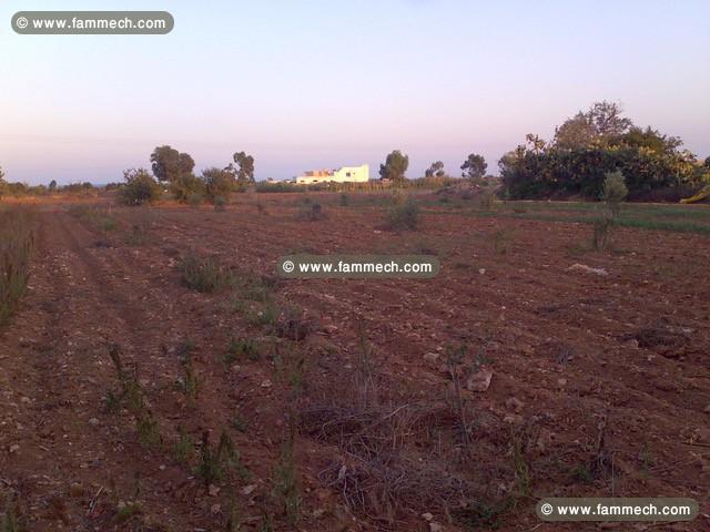 Terrain Maamoura T798 Maamoura