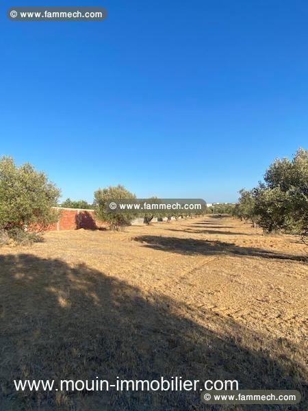TERRAIN MAYAR I Hammamet El Monchar T1042