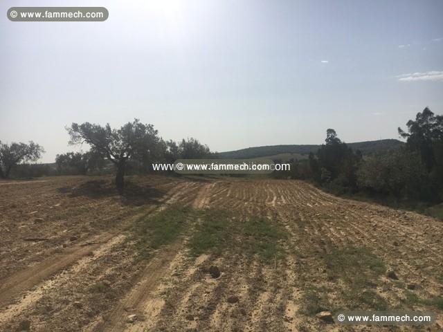 Terrain Nouran ref T411 Hammamet 