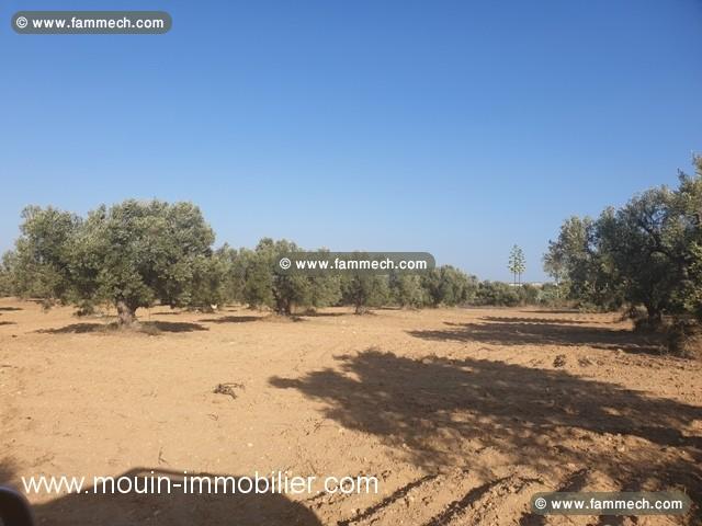 TERRAIN OPERAL Hammamet Sud T767