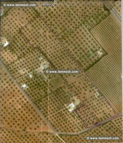 Terrain Orchida ref T787 Hammamet Sud 