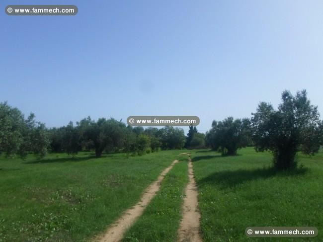 Terrain plein pied Av proche de Hammamet