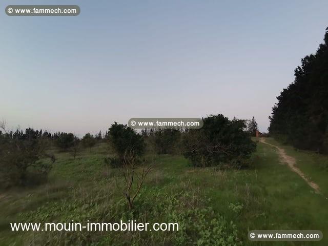 Terrain Sidra T1199 Hammamet 
