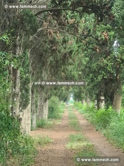 TERRAIN SOUMA Hammamet T876