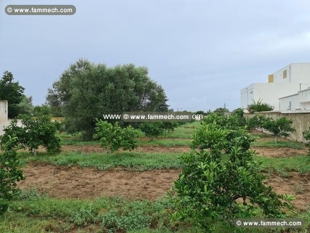 TERRAIN SOUMA Hammamet T876