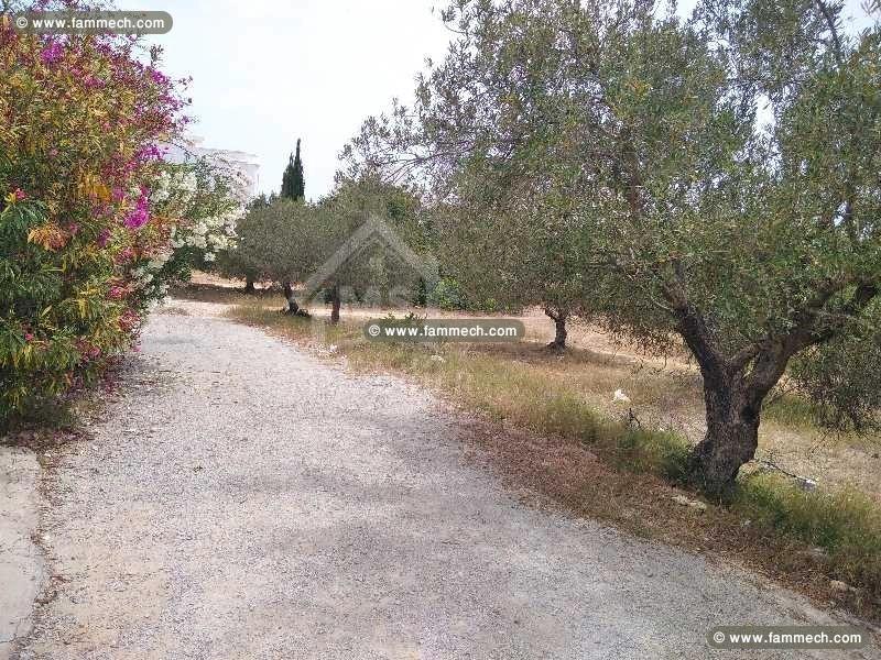 Terrain viabilisé à vendre à Hammamet Nord51355351