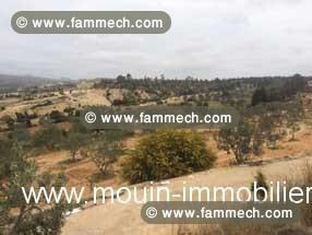TERRAIN VIVA Birbouregba T342