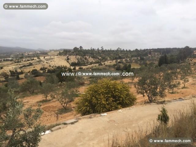 Terrain Viva T342 Hammamet Birbouregba 