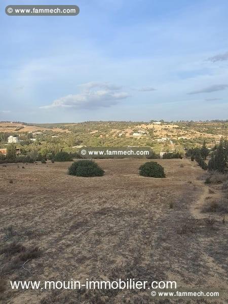 TERRAIN YANIS Birbouregba Oued Lassoued T1123