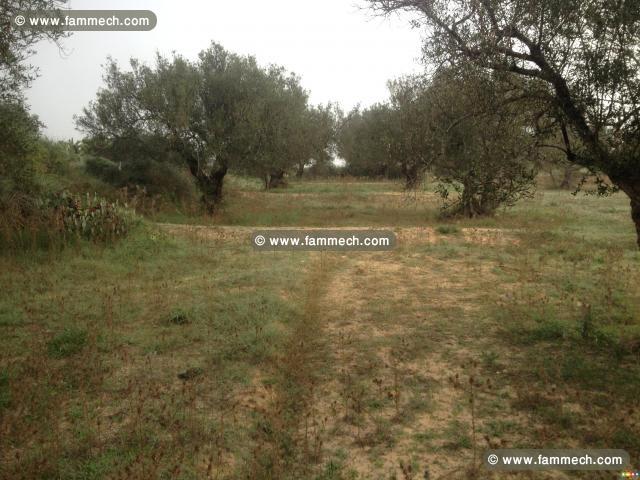 terrains de surface 1464m²