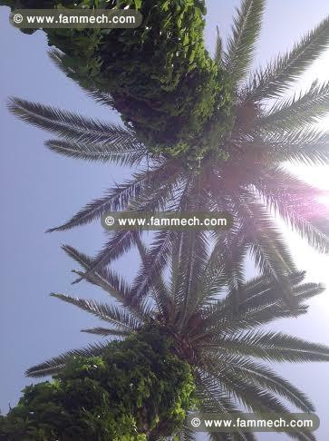 Tunis Pasteur 