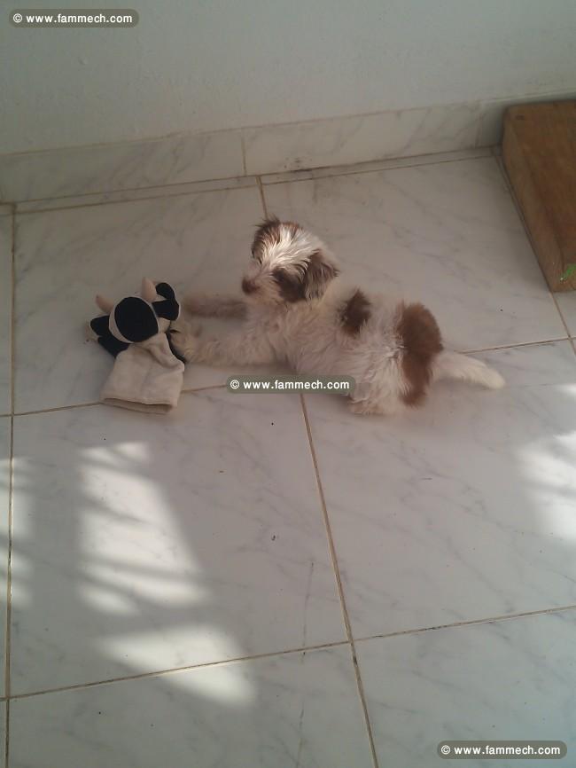 un beau caniche bichon blanc 