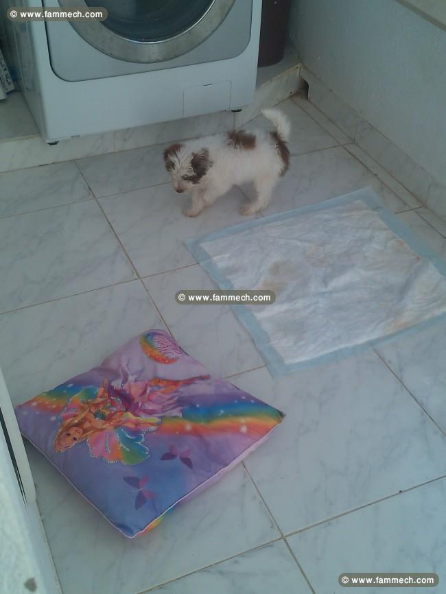 un beau caniche bichon blanc 