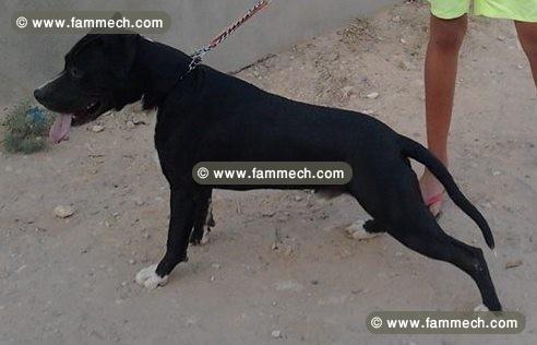 Un chien pitbull 7mois