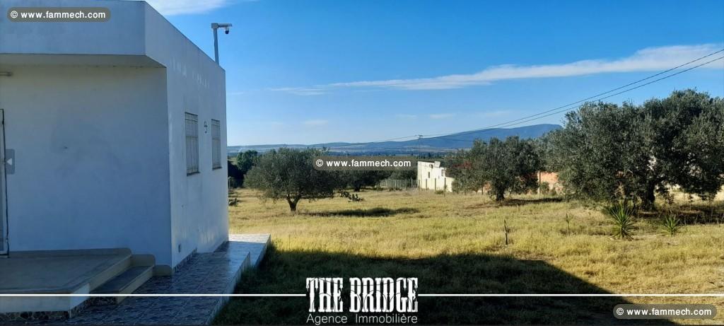 Un hectare d'oliviers