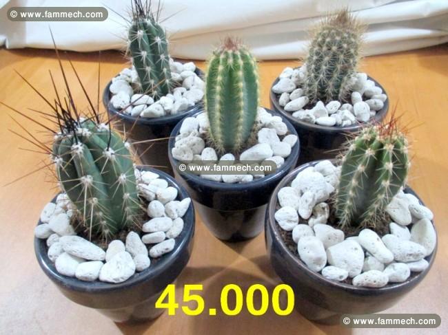 un lot de 5 cactus en pot