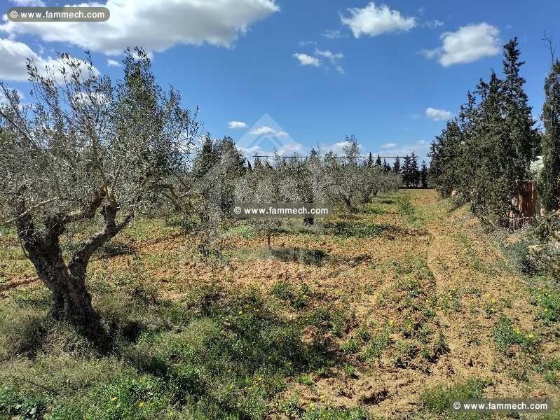 Un superbe terrain à vendre à Sidi Hammed à 125 MD