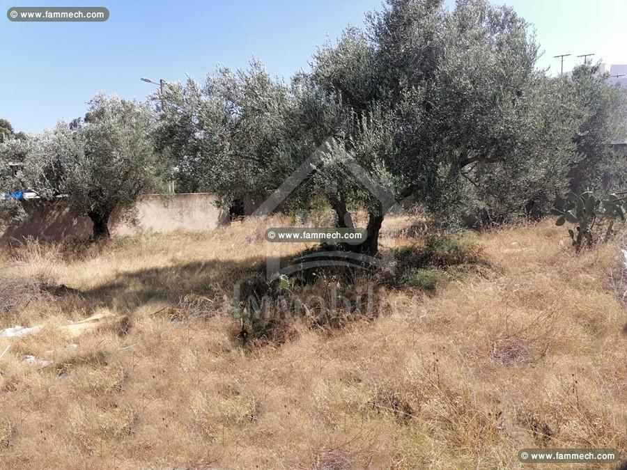 Un superbe terrain de 500 m² à Birbourgba à vendre