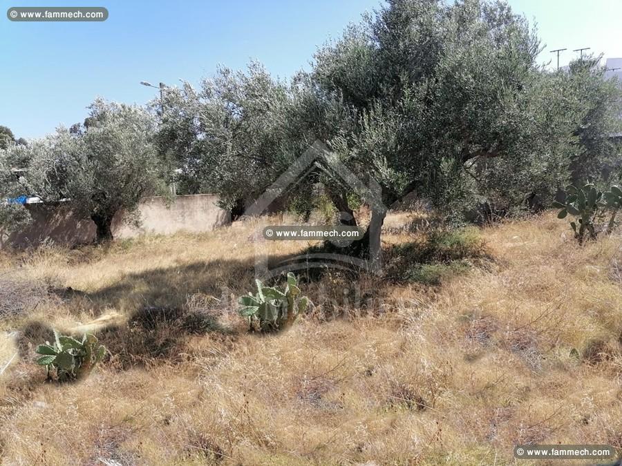Un superbe terrain de 500 m² à Birbourgba à vendre