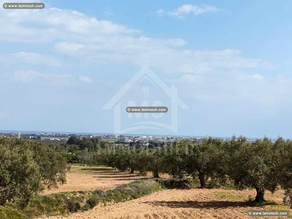 un terrain à manaret el hammamet