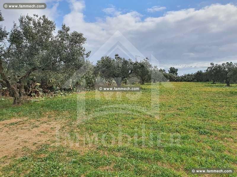 Un Terrain à Vendre à HAMMAMET SUD 51333131