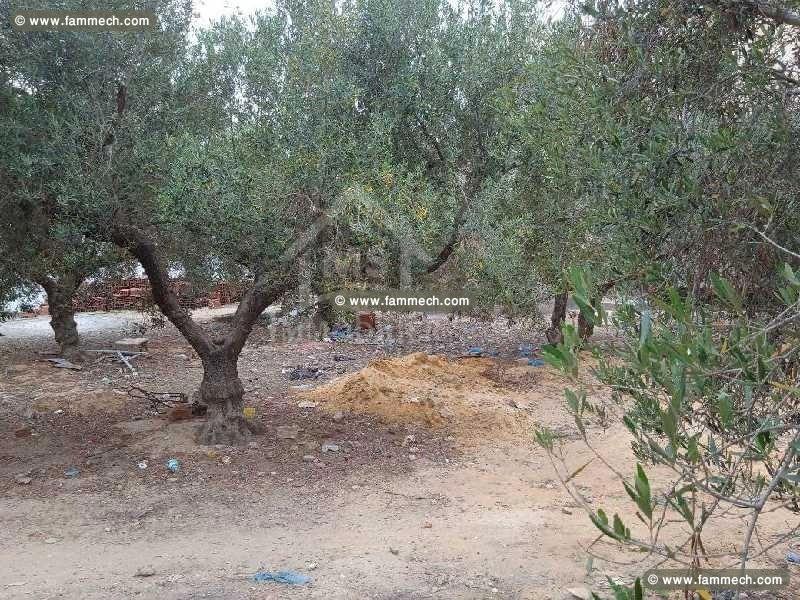 Un terrain à vendre à Mrezga 51355351