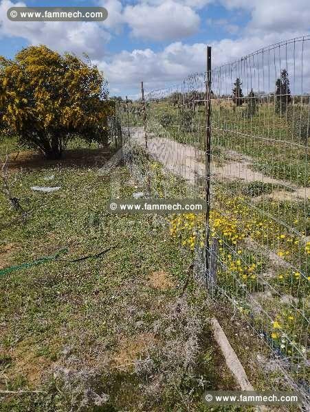 Un terrain clôturé à vendre à 50 MD à Hammamet Sud