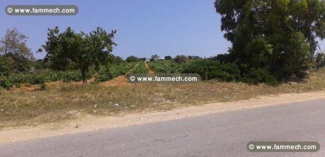 Un Terrain De 1 Ha Dans Les Environs De Hammamet