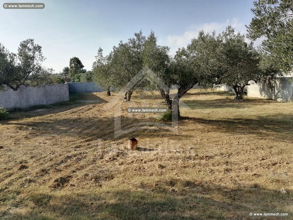 Un terrain de 1000 m² à vendre à 180 MD à Hammamet
