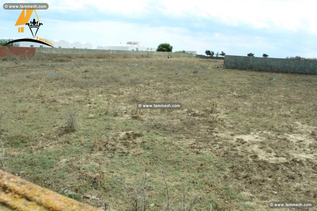 un terrain de 1600 m² à mamounia_ kélibia