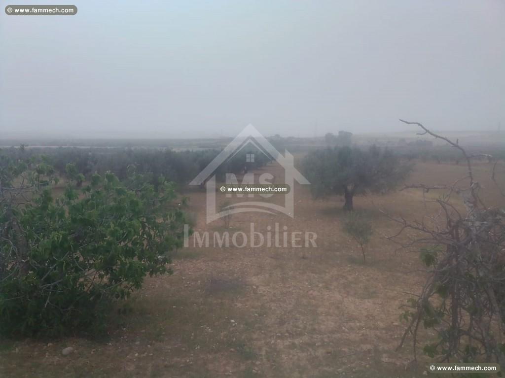 Un terrain de 2.5 hectares avec 3 maisons à vendre