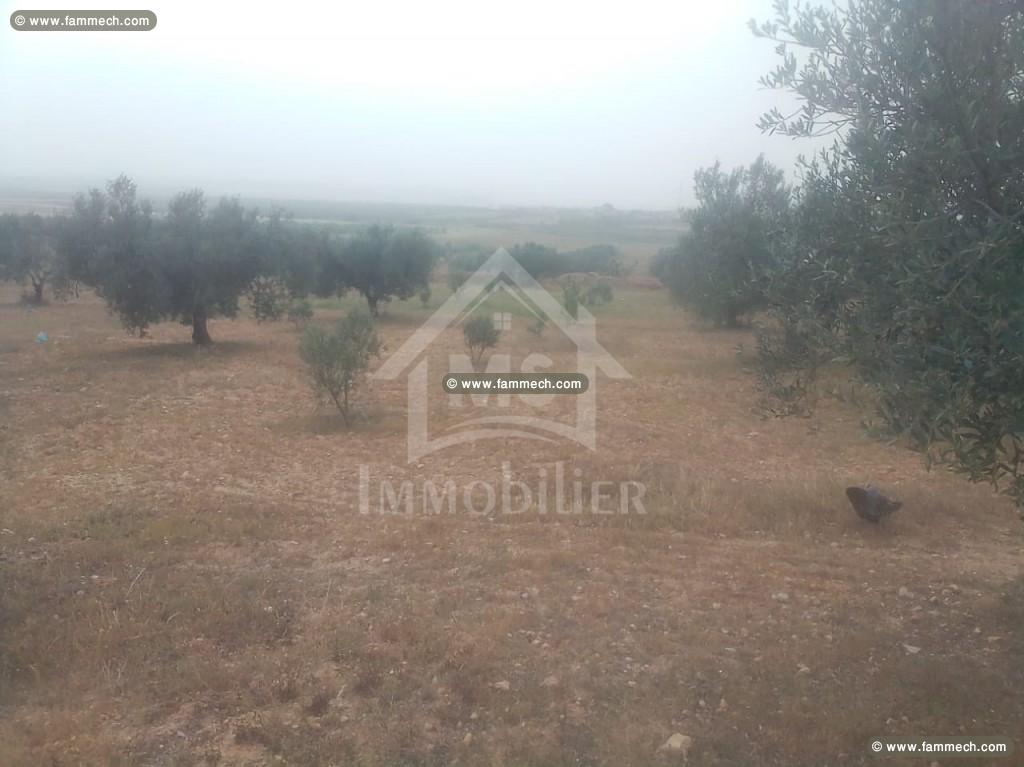 Un terrain de 2.5 hectares avec 3 maisons à vendre