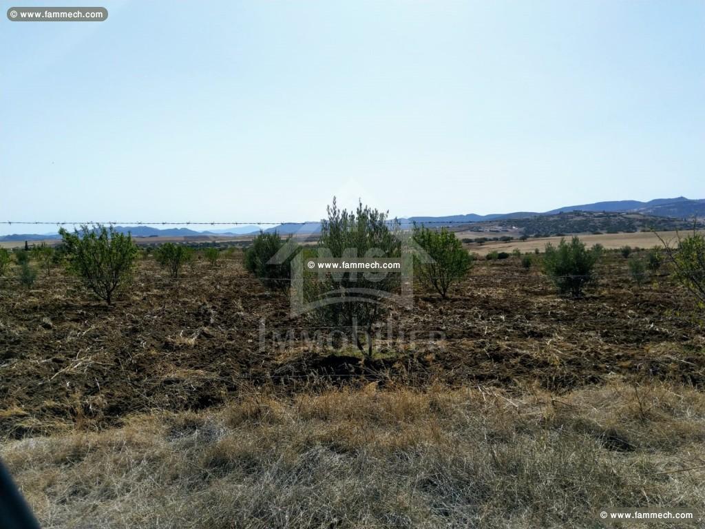 Un terrain de 4 hectares à vendre à Hammamet 