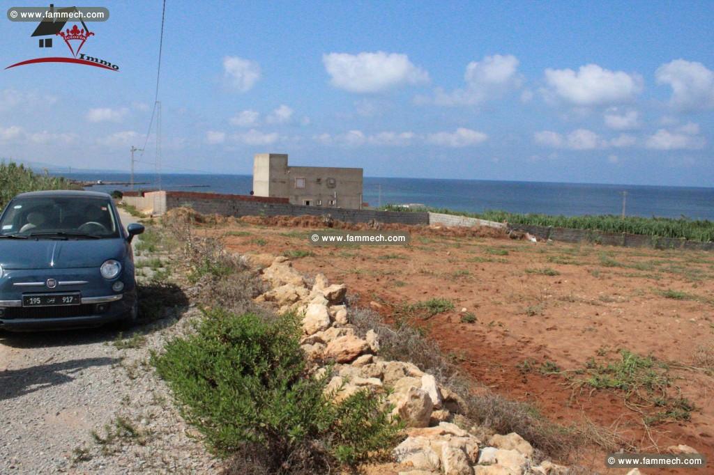 Un Terrain de 4000 ² à borj salhi_Haouaria