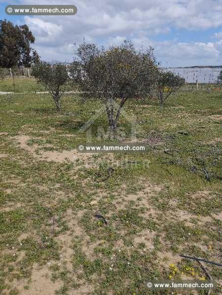 Un terrain de 500 m² à vendre à 50 MD 51355351