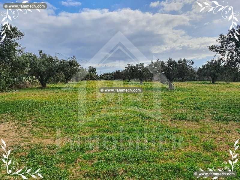 Un terrain de 5042 m² à vendre à 660 MD 51355351