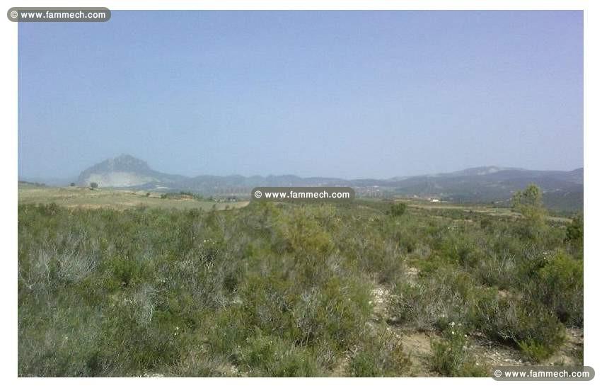 Un terrain Sidi Salem Garsi (Mornag).
