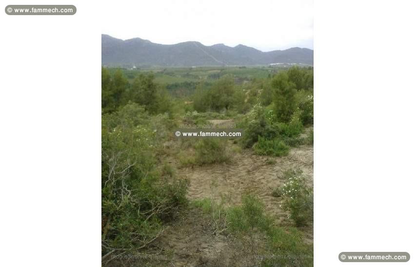 Un terrain Sidi Salem Garsi (Mornag).