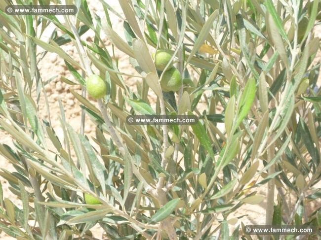 une ferme à Gabés de 4 hectare km 18 route de sfax