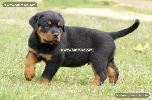 vendre  chien rottweiler géant race pure mal de mo